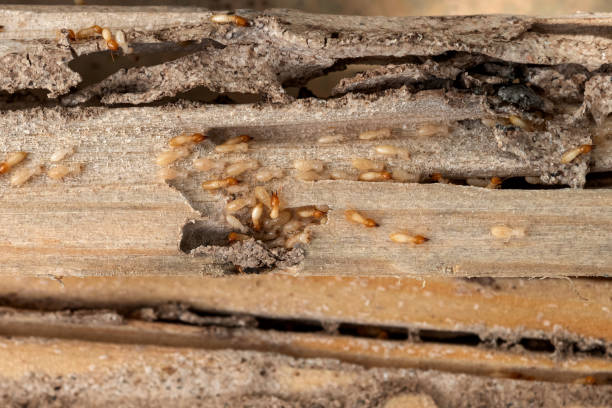 Best Affordable Pest Control Services  in Dunn Loring, VA