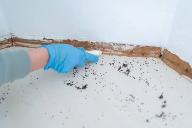Best Affordable Pest Control Services  in Dunn Loring, VA